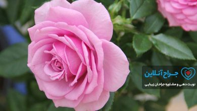 بهترین دکتر متخصص زنان جراحی زیبایی واژن ( لابیاپلاستی ) در تهران+ هزینه