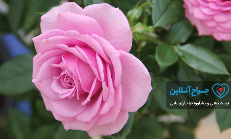 بهترین دکتر متخصص زنان جراحی زیبایی واژن ( لابیاپلاستی ) در تهران+ هزینه
